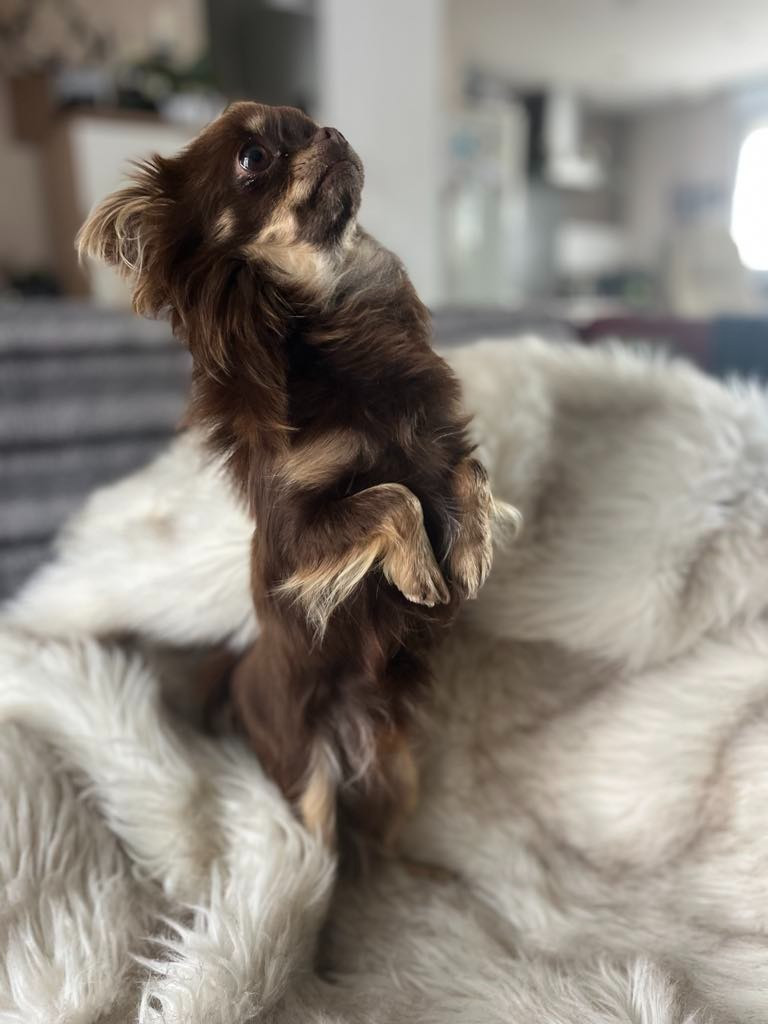 ULKE Du Royaume De La Casa Nova