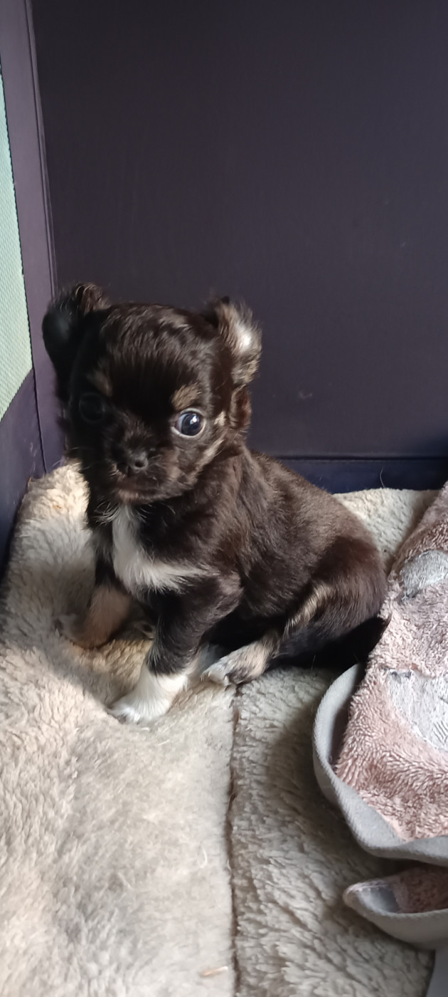 Chiot Chihuahua Du Royaume De La Casa Nova